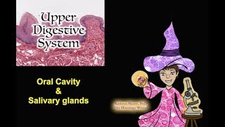 Upper Digestive System Oral Cavity and Salivary Glands [upl. by Berl826]