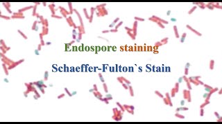 endospore staining  Schaeffer Fultons stains [upl. by Paresh]