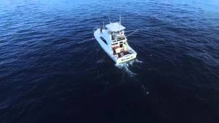 MARLIN FISHING OFF SOUTHERN CALIFORNIA [upl. by Ardath]