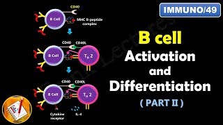 B cell Activation and Differentiation  PART 2  T Dependent Activation FLImmuno49 [upl. by Ramar75]