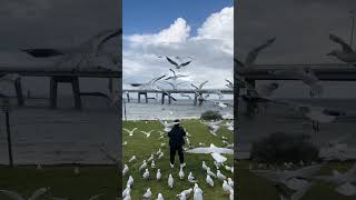 Man Feeding a Seagullshungry hungrybirdshungrybirdsnewvideo food Eating Challengeshorts [upl. by Agnesse489]