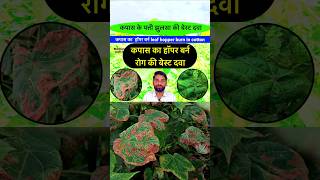 कपास का पत्ती झुलसा की बेस्ट दवा  Kapas ki kheti  Kapas ki dawai  Leafhopper control  shorts [upl. by Erida]