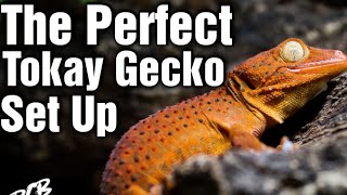 How To Make The PERFECT Tokay Gecko Enclosure In 5 Easy Steps [upl. by Jeffries]