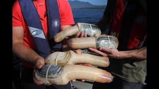 Geoduck from Canada [upl. by Marilou]