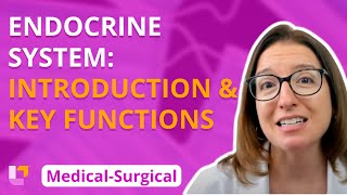 Endocrine Introduction amp Key functions  MedicalSurgical  Endocrine  Level Up RN [upl. by Sessylu]