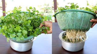 Grow Coriander at home in water Dhaniya उगाने का सबसे आसान तरीका  Coriander in hydroponic system [upl. by Rozanna230]