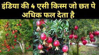 Top 5 Best Pomegranate Grow Rooftop And Home Garden [upl. by Clarinda]