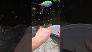 Aquaponic Fishing Adventure Reeling in Silver Perch in My Holistic Garden [upl. by Nelram283]