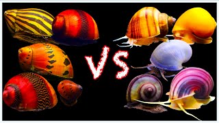 Mystery Snail vs Nerite Snail Showdown Which One is Better [upl. by Ennirak92]