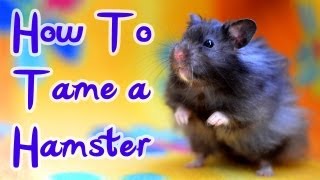 How To Tame A Hamster [upl. by Yeldar]