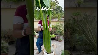 🍀Update সেই মানকচু গাছ মনে আছে❓next update of taro root plant garden youtubeshorts foryoupage [upl. by Yllib305]