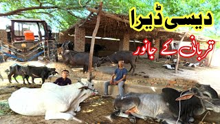 Maweshi Mandi ke rates 2024  Qurbani ka janwar  Desi dera [upl. by Shirline]