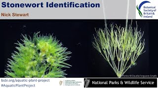 Stonewort Identification [upl. by Aihsa631]