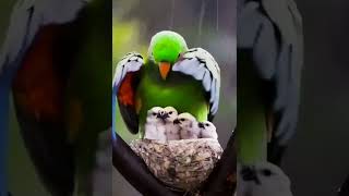 Mother Is The Mother Nature Trending Meri Maa Ke Barabar Koi Nahi [upl. by Nabalas]