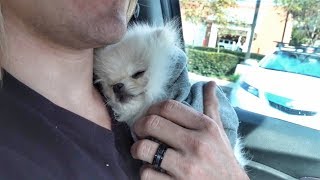 Taking our new puppy to the hospital Stranger drops him on his back [upl. by Susanna]