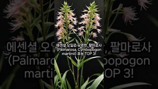 에센셜 오일로 유명한 팔마로사 Palmarosa Cymbopogon martinii 효능 TOP 3 [upl. by Nairehs]