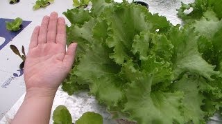 Harvest Hydroponic Lettuce Shallow Water Culture Kratkys noncirculating [upl. by Madelaine]