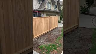 Cedars struggling Put up a fence cedartrees hedges landscaper fence landscapeprofessionals [upl. by Kashden992]