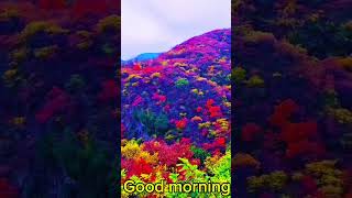 Good morning status 🌹 love sharechat nature shorts short [upl. by Rodrigo]