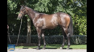 Magic Millions 2024 January  Lot 863  Kings Legacy x Light Mover colt [upl. by Eiznekam]