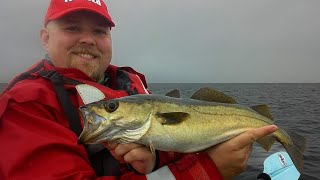 Pollock Fishing in Scotland [upl. by Nila798]