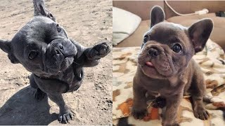 Funny French Bulldog Compilation  Cute Frenchies  Adorable Puppies and Dogs [upl. by Gasser]