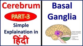 Basal Ganglia Cerebrum Part 3 Structure and Functions  Hindi Bhushan Science [upl. by Lobiv]