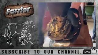 Satisfying Full Horse Hoof Restoration  2024  Farrier Horse [upl. by Rayburn]