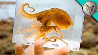 Incredible Octopus Catch [upl. by Peer896]