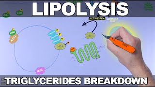 Lipolysis Pathway  Triglycerides Breakdown [upl. by Nylorac]