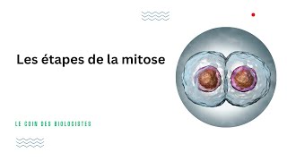 les étapes de la mitose Animation shorts [upl. by Aniara]