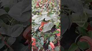 How to Propagate Philodendron Scandens in Water shorts philodendron short reels beauty foryou [upl. by Neellok]