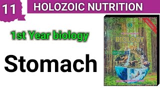 STOMACH  Holozoic Nutrition  1st year bio Chapter 11 [upl. by Nakeber]