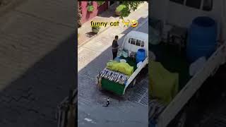 Funny cat  stolen fishlove cat [upl. by Sedlik497]