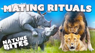 Love in the Wild Animal Mating Rituals  Nature Bites [upl. by Avery119]