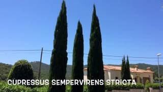 Cupressus sempervirens stricta Garden Center online Costa Brava  Girona [upl. by Adias344]