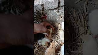 how chicken hatch eggs shots [upl. by Reine]