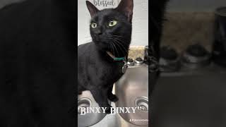 Binx❤️ [upl. by Adnoyek]