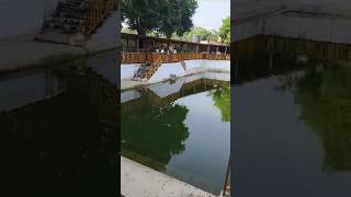 Ujjain Mandir Day 03 🙏 ujjain mahakal minivlog ytshorts [upl. by Anatnas9]