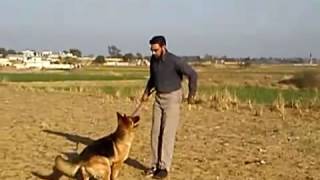 German Shepherd training [upl. by Asert]