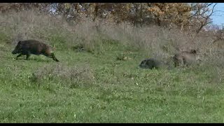 CACCIA al CINGHIALE con i SEGUGI FRANCESI  New Segugio Europa  WILD BOAR HUNTING [upl. by Snashall]