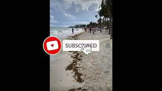 2024 Sargassum Monitoring® Official  Mexico  Playa del Carmen  Mahekal beach [upl. by Dorree32]