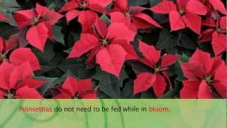 How to Care For Poinsettias  Armstrong Garden Center [upl. by Cheryl]