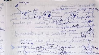 Immunology Innate and adaptive immunityimmunology bsczoology notes [upl. by Elwaine126]