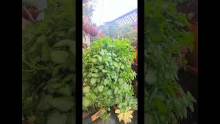 My Fittonia and Lamium White Nancy in September 2024 friends bonsaitree indoorbonsai succulent [upl. by Hannan]