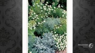 Nicotiana  garden plants [upl. by Craig356]