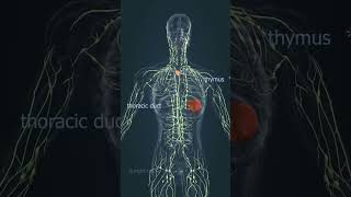 Optometry students first year lymphatic system all body argan 3d [upl. by Yeo]