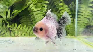 16438 Matte Black And White Rosetail Oranda [upl. by Ahsinwad]