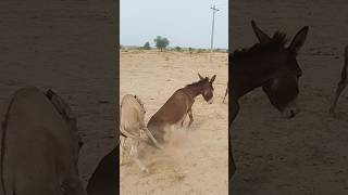 donkey animals wildlife shortsfeed youtubeshorts [upl. by Tanhya]