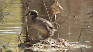 Australasian Grebe building a floating nest [upl. by Ahsenak]